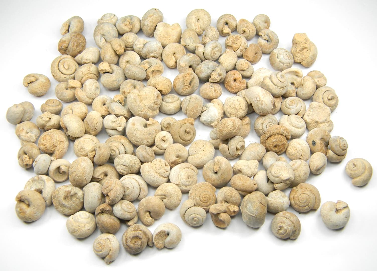 Fossil Gastropods Sea Snails Lot Morocco 358 grams