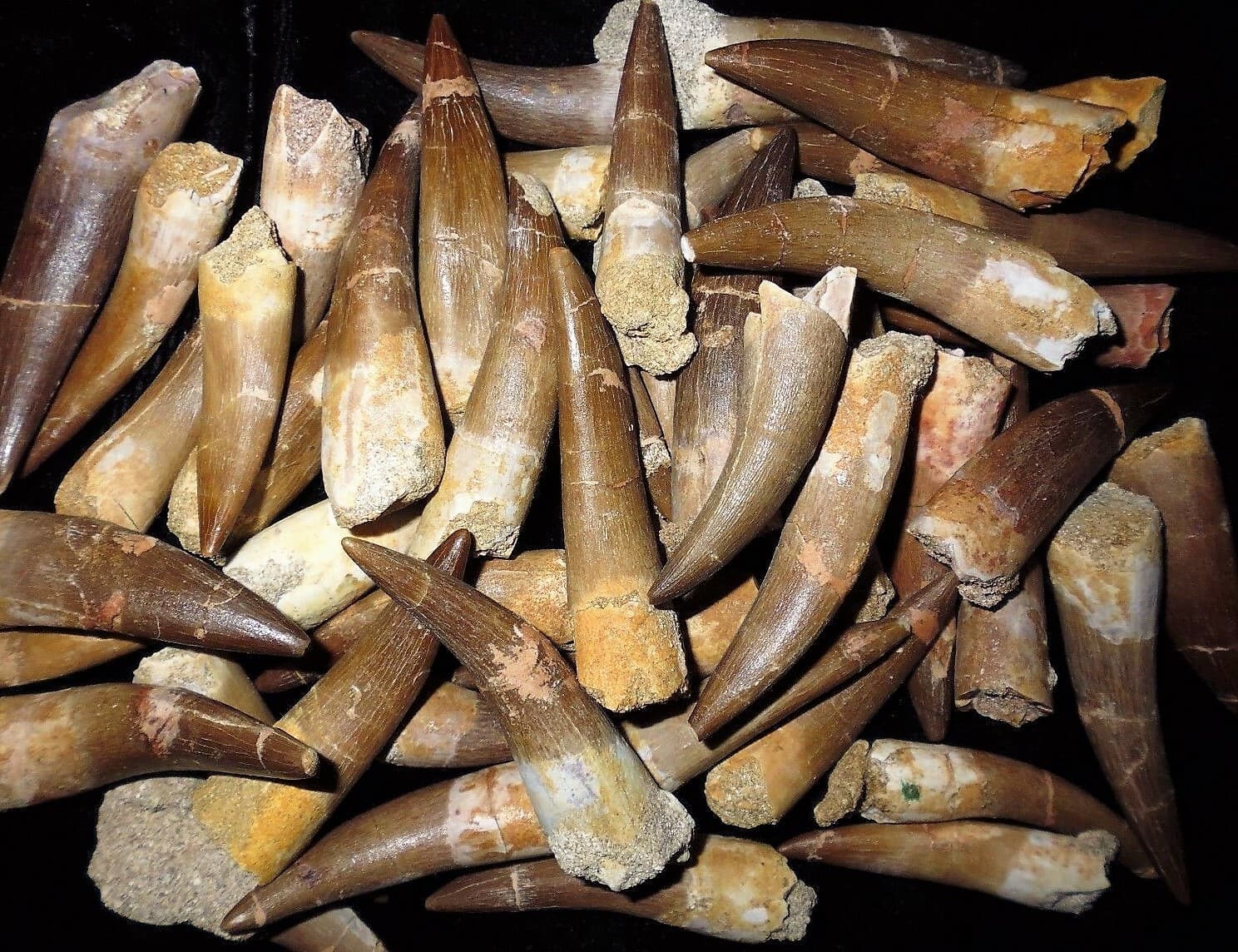 ELASMOSAURUS TOOTH PLESIOSAUR REPTILE FOSSIL EXTINCT SEA DINOSAUR ANCIENT RELIC 2