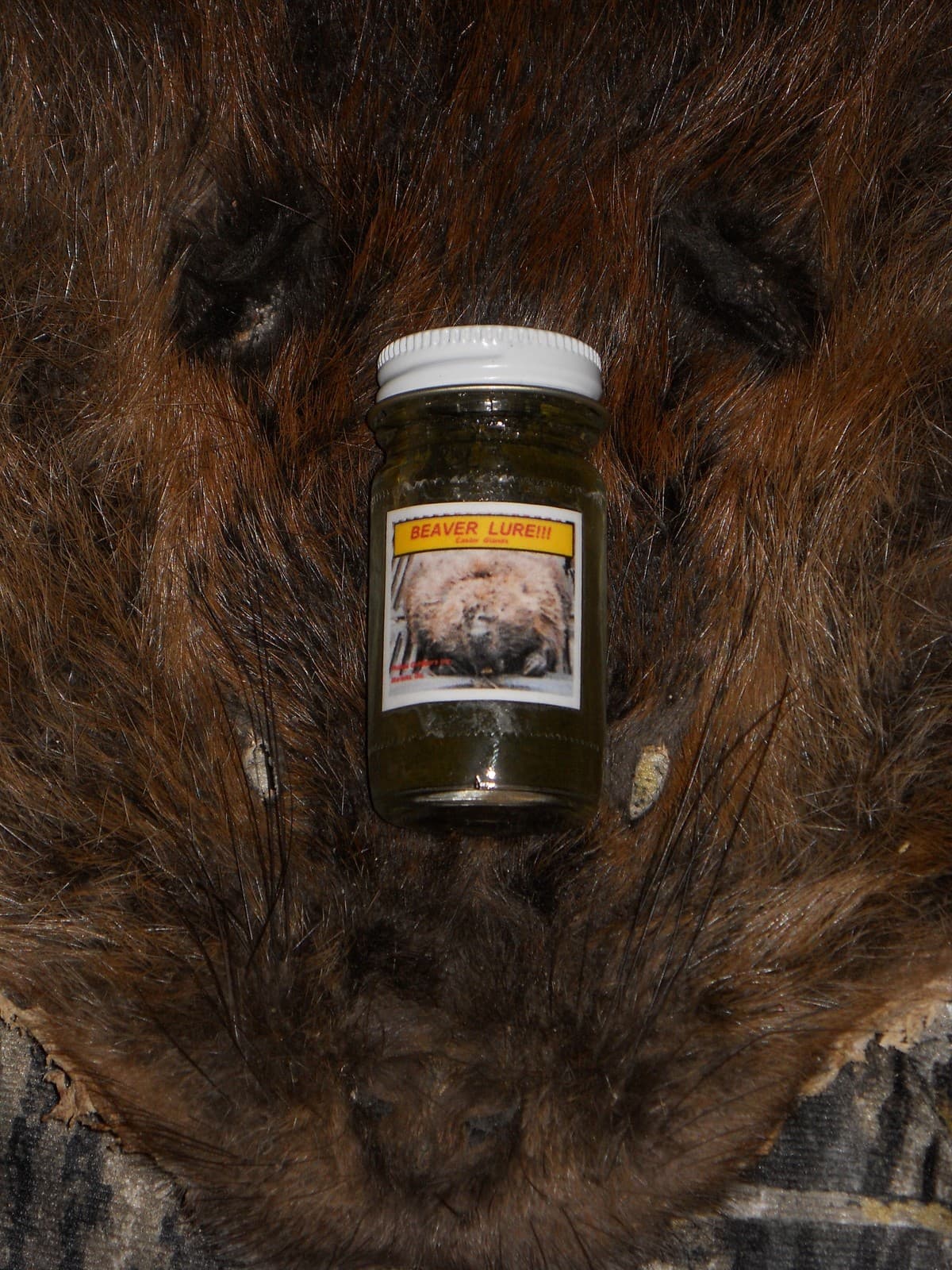 Beaver Lure- w/Castor Gland 1oz. bottle! Traps &Trapping