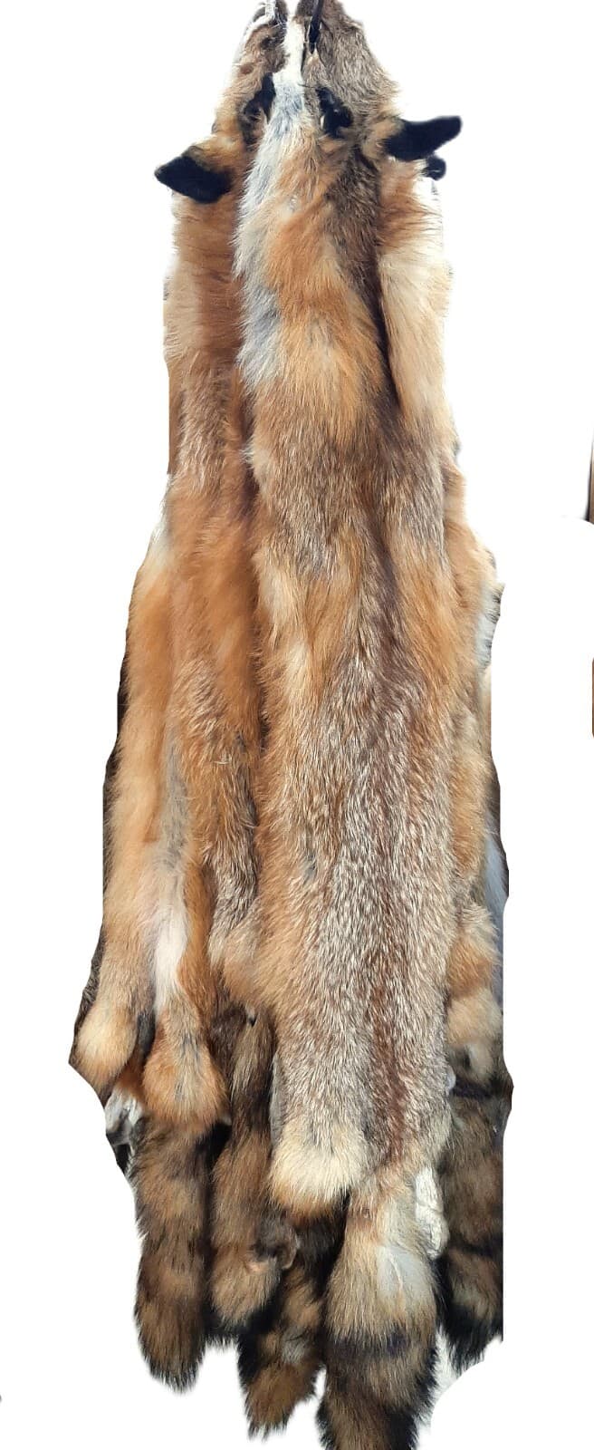 Red Fox, tanned, October harvested, fur, pelt 2