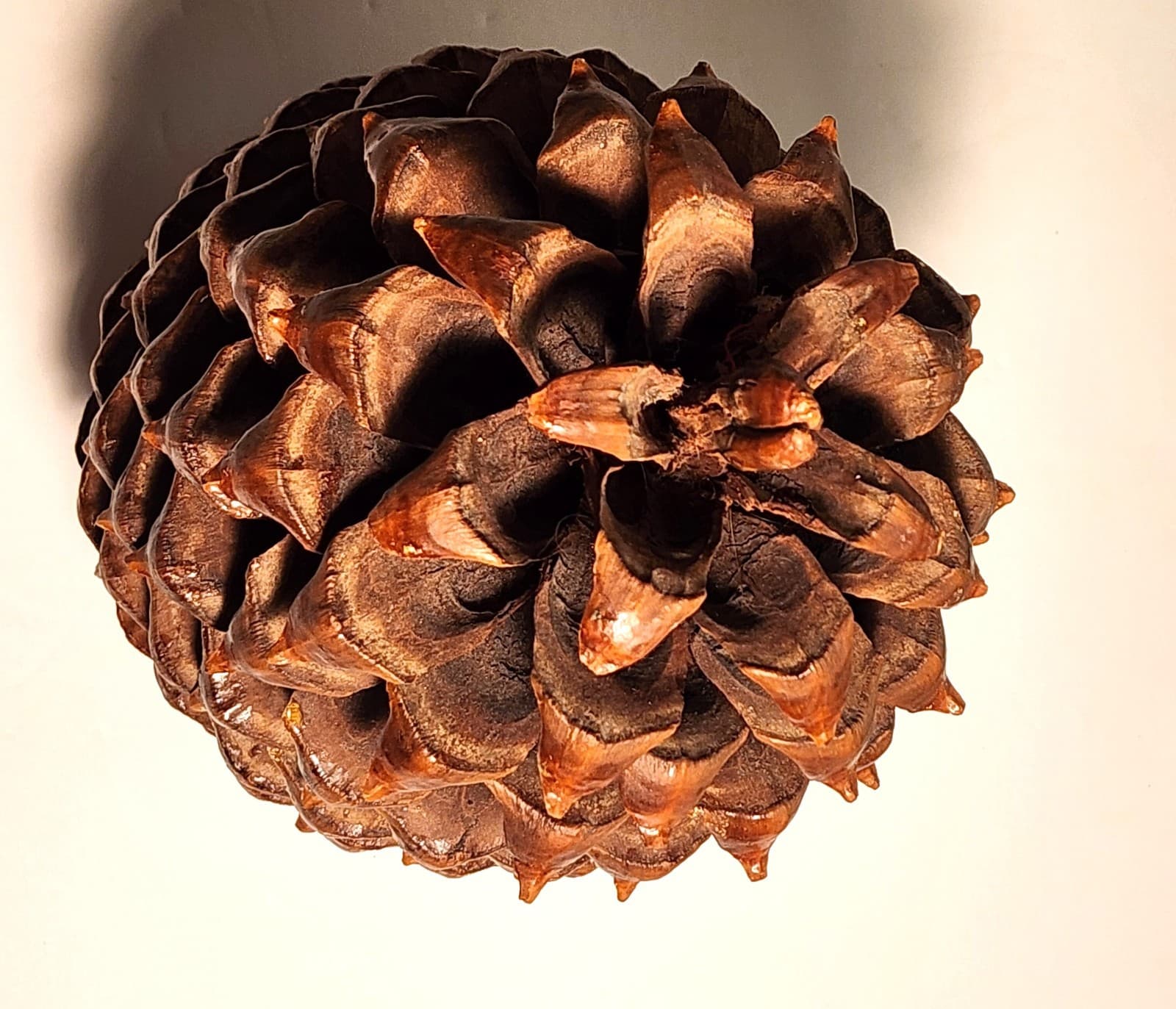 Large Pine Cone 8.5” Tall 6” Wide - Cured 5