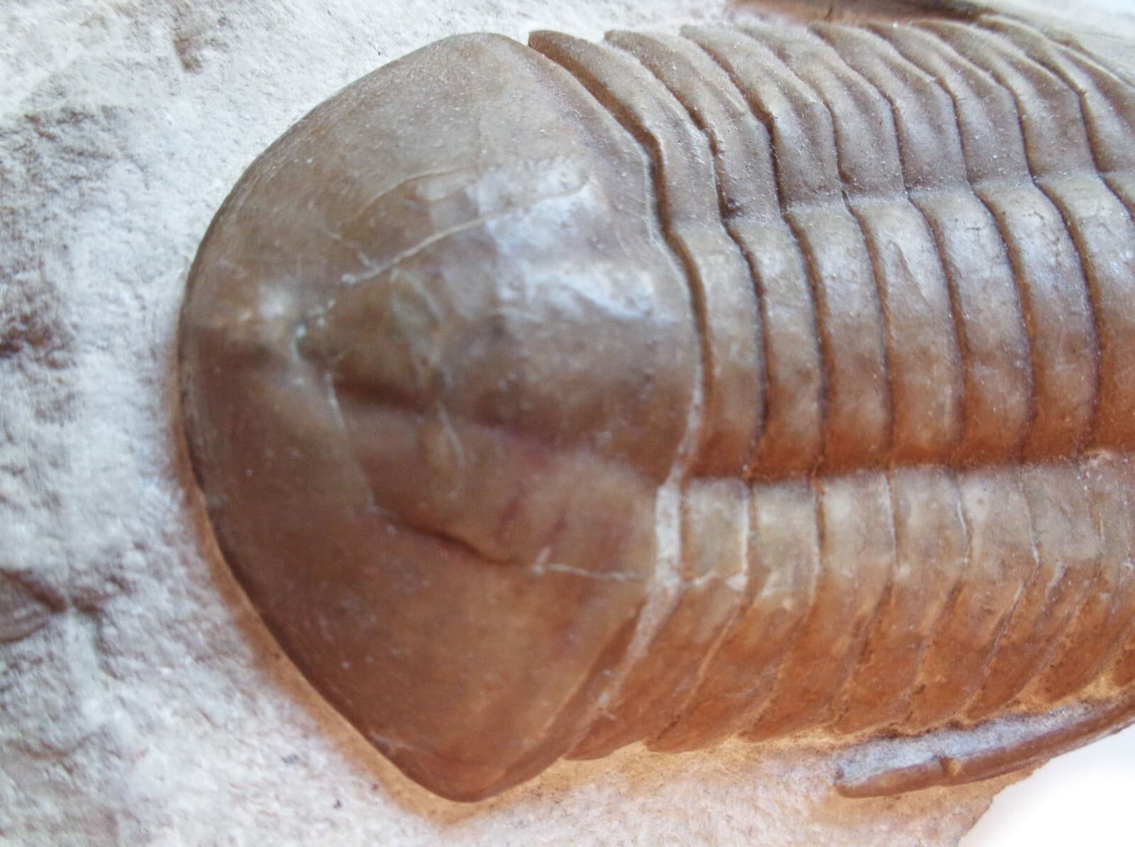 Trilobite SUBASAPHUS LONGISPINUS, Middle Ordovician, 460 ma, S-Petersburg,Russia 4