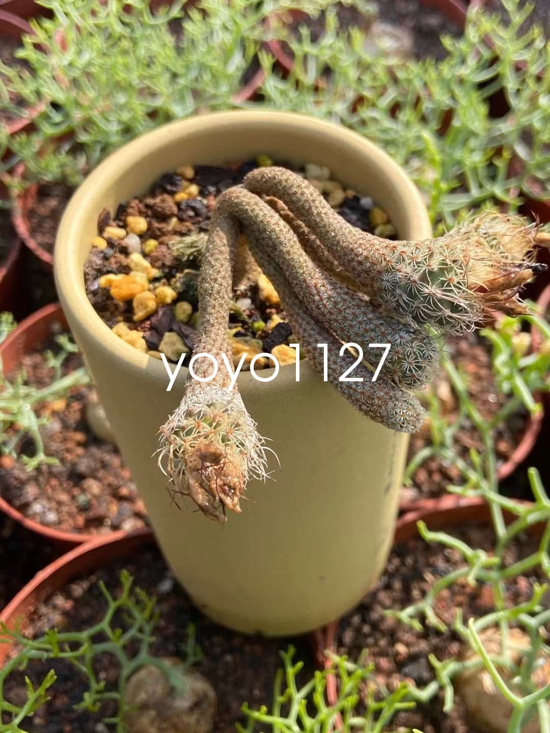 2PCS Multi Heads Turbinicarpus pseudomacrochele subs. Krainzianus cv. lilliput