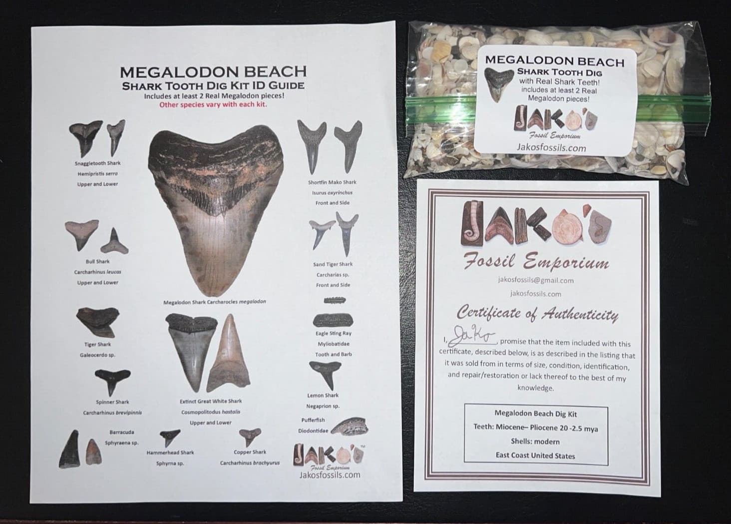 MEGALODON BEACH Shark Tooth Dig Kit with Real Fossil Shark Teeth Lot + ID Sheet! 2