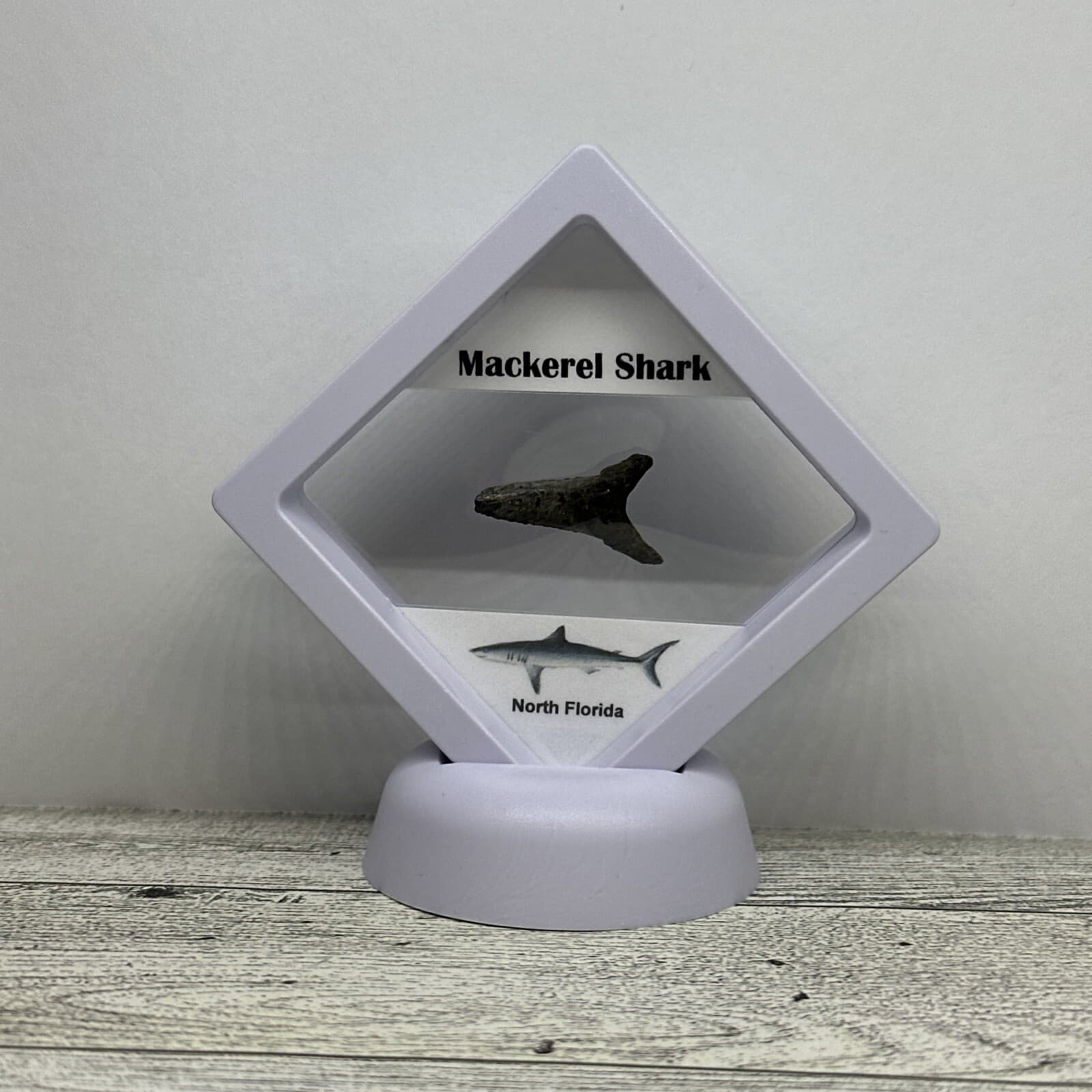 Mackerel Shark Tooth Fossil in a great Display Case 2