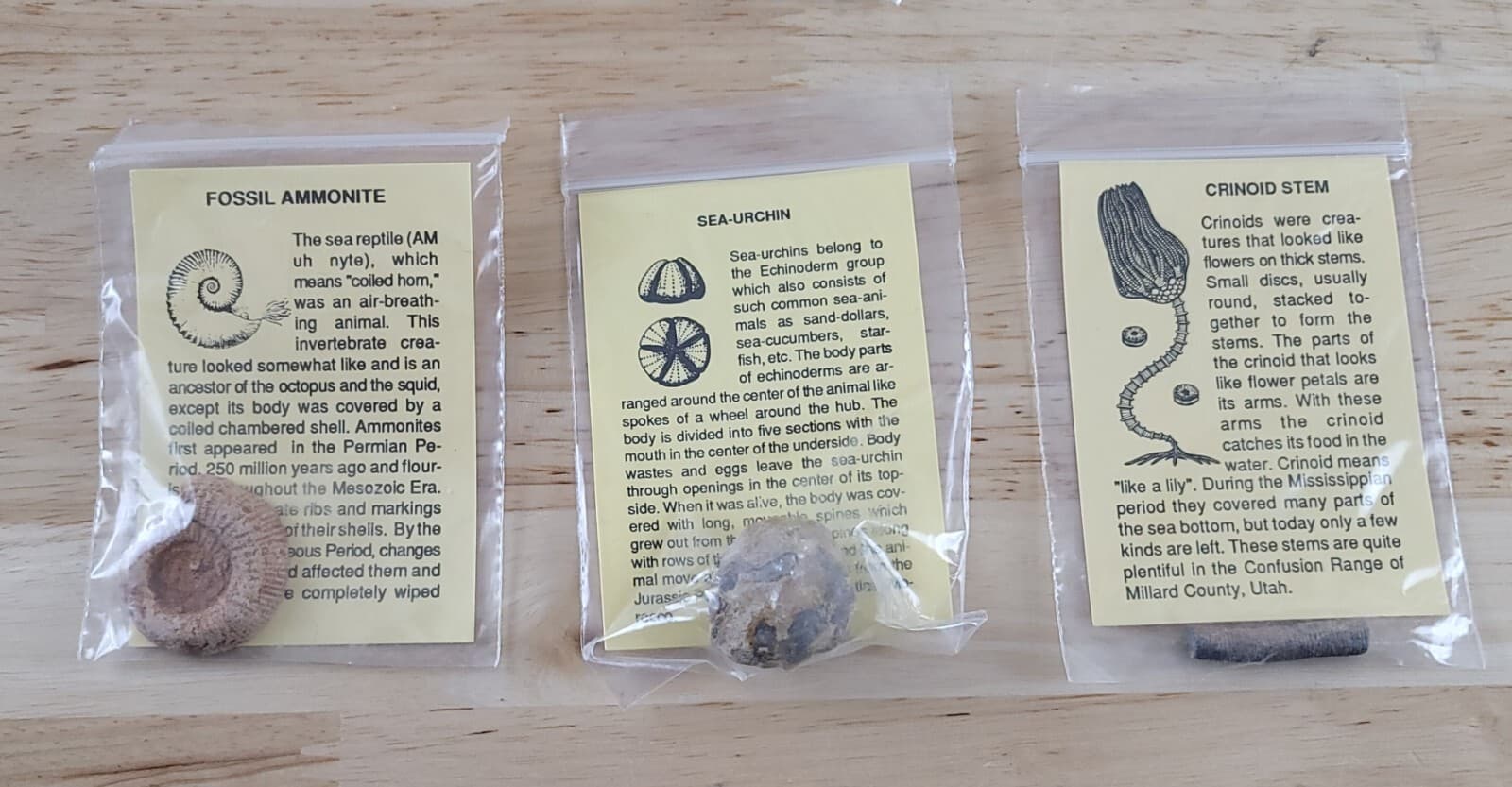 FOSSIL COLLECTION w/ASSOCIATED DESCRIPTIONS 12 Piece Set Trilobite-Dinosaur Bone 3