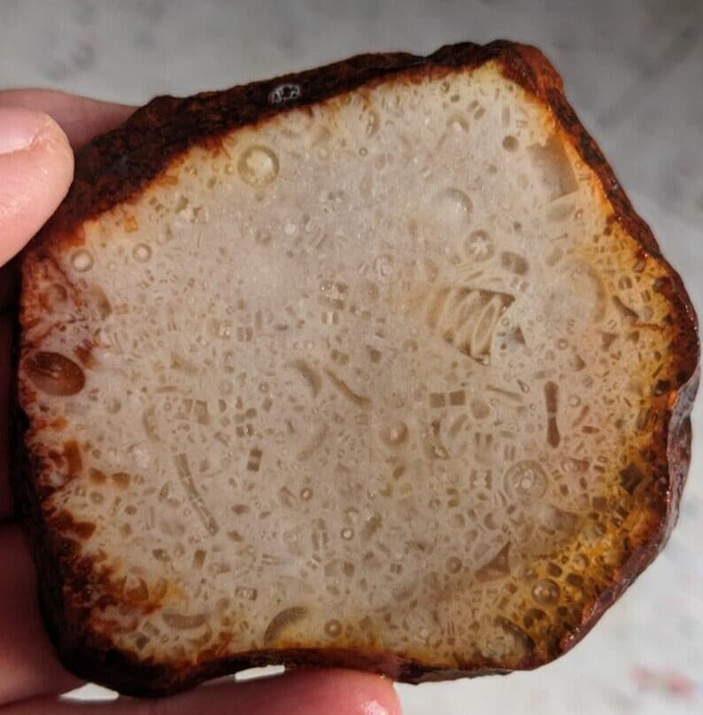 Fossil Crinoids slab