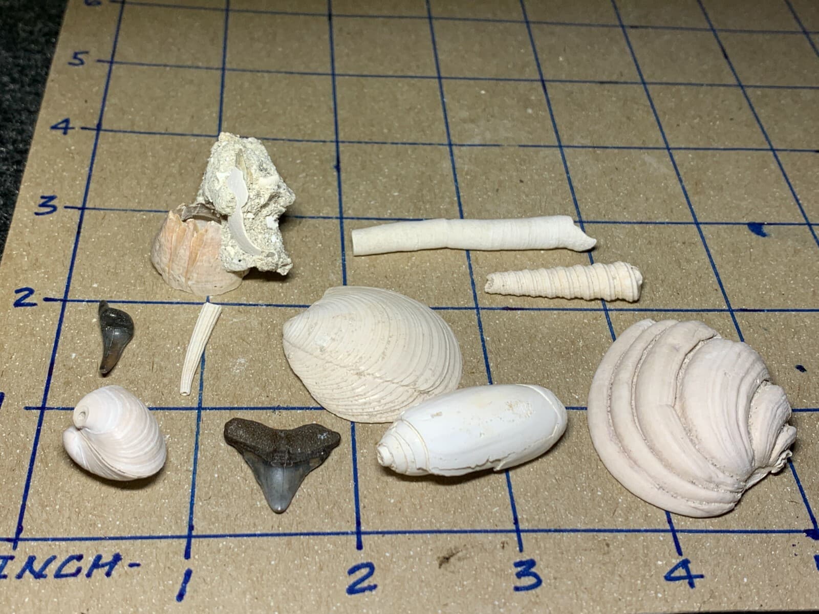 ☆Fossil Specimen 10 Pack - Berkeley Quarry S.C. - Barnacle-Dentalium-Teeth ☆302 2