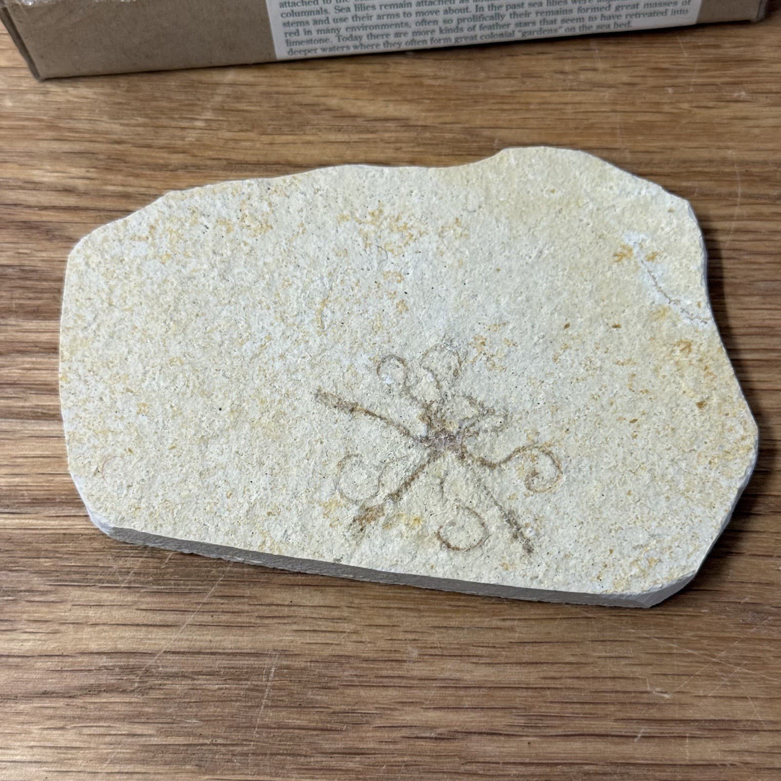 Solnhofen Saccocoma Floating Crinoid Fossil Germany Jurassic Period 2