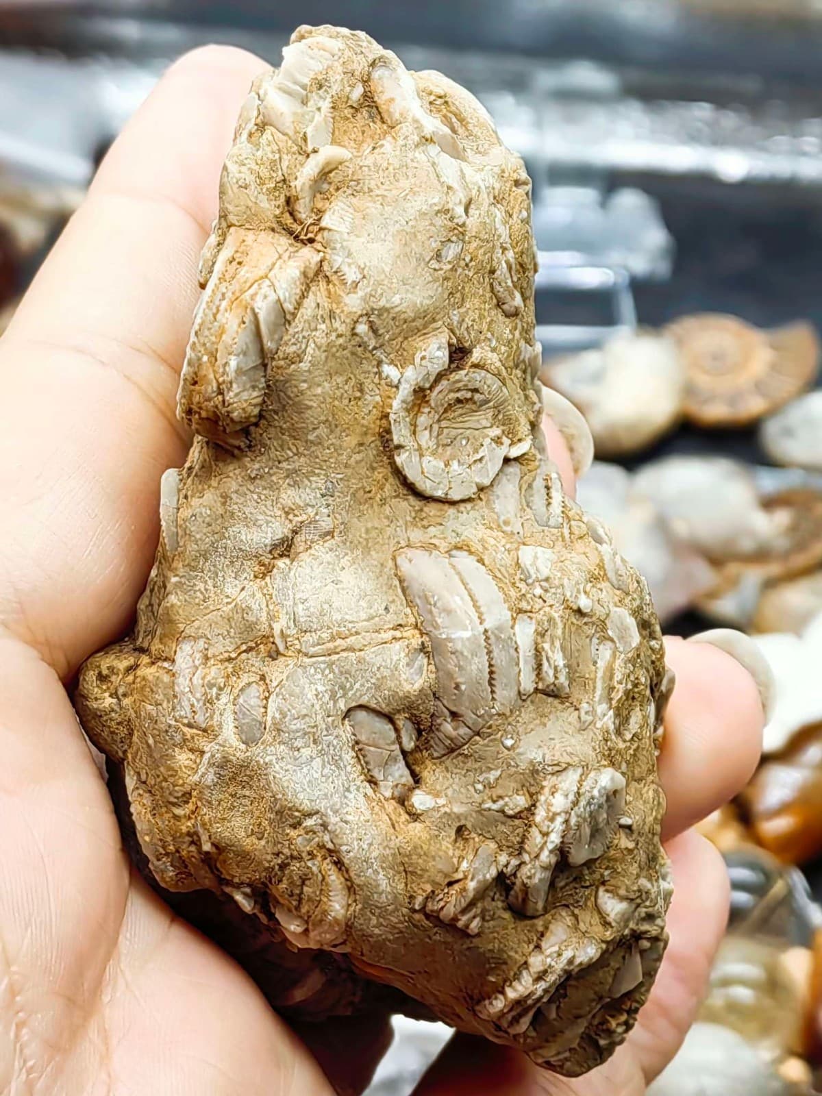 Natural Devonian prehistoric Jurassic biota crinoids Fossils 6
