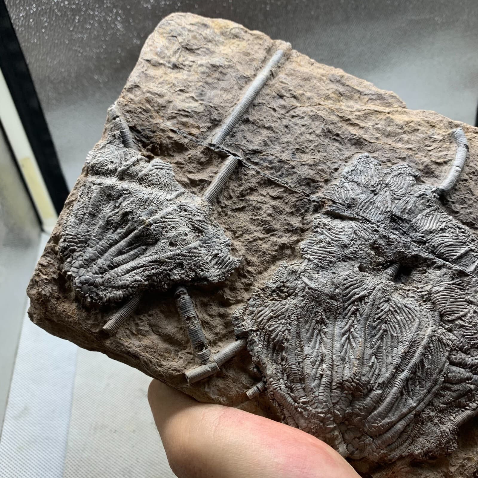 1650 grams of fossils of crinoid from the Guanling Biota in Guizhou 4
