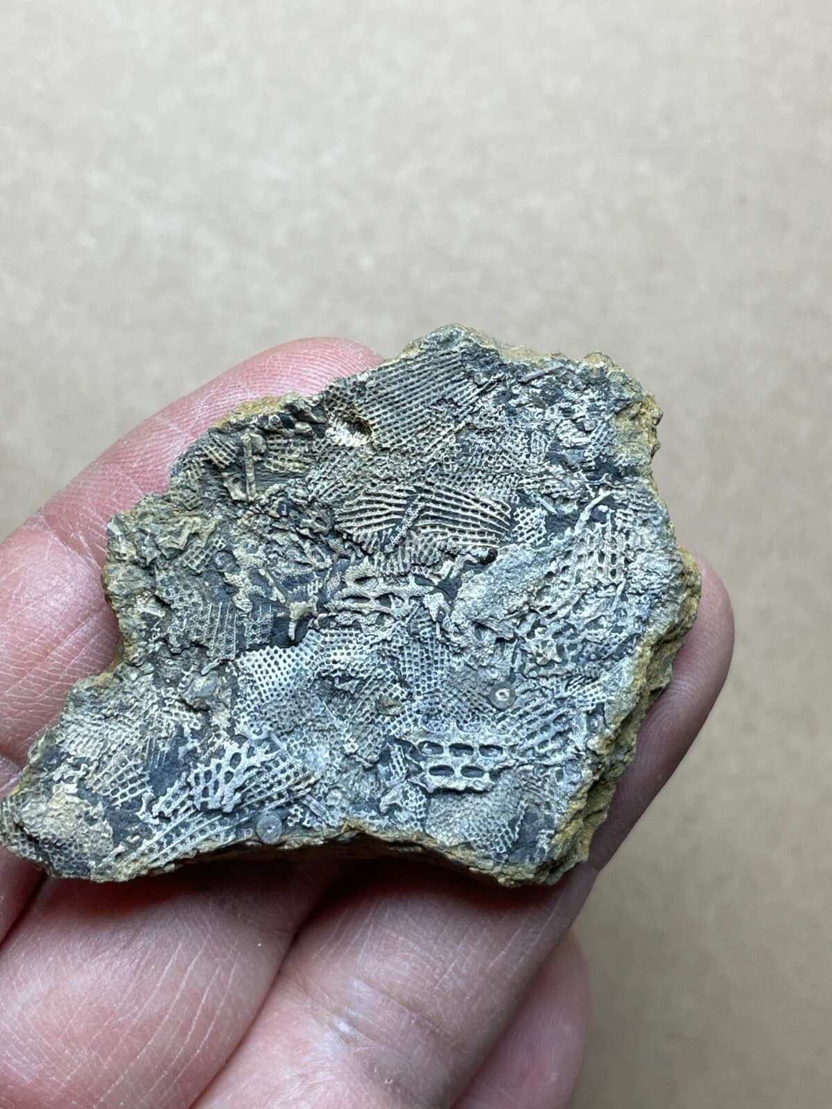 22g Bryozoa specimen from Carboniferous 6