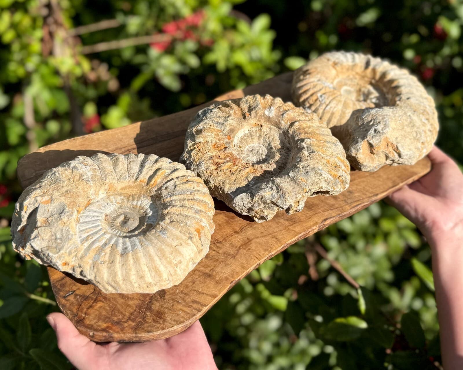 Jumbo Natural Ammonite Fossils From Morocco, 4 - 5" Raw Ammonite Specimens 2