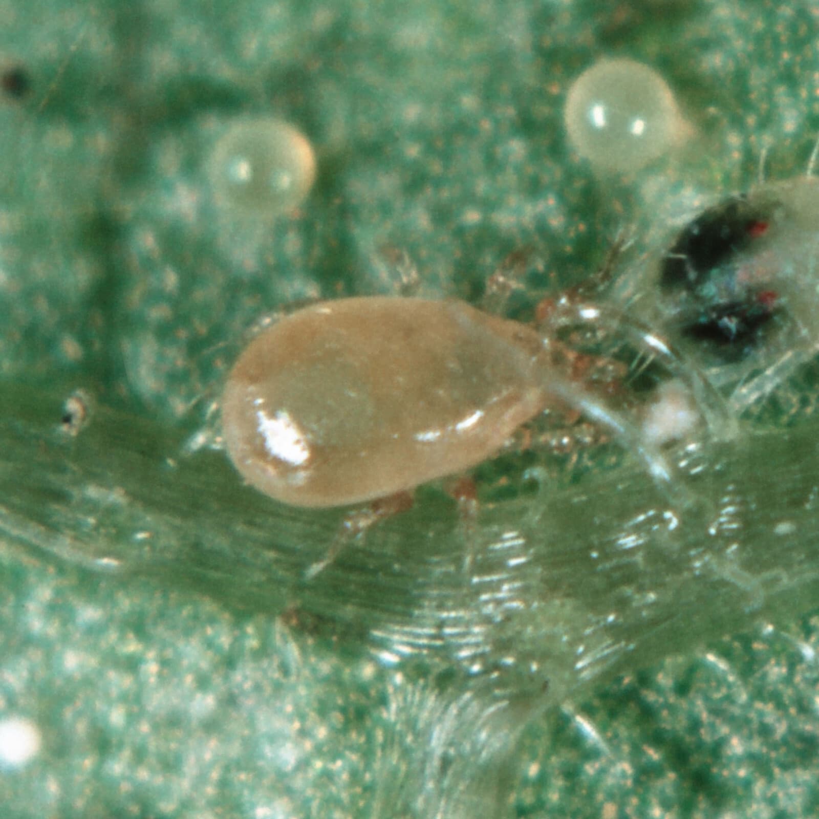 Slow Release Sachet - Amblyseius Swirskii - Predatory Spider Mite Control 2