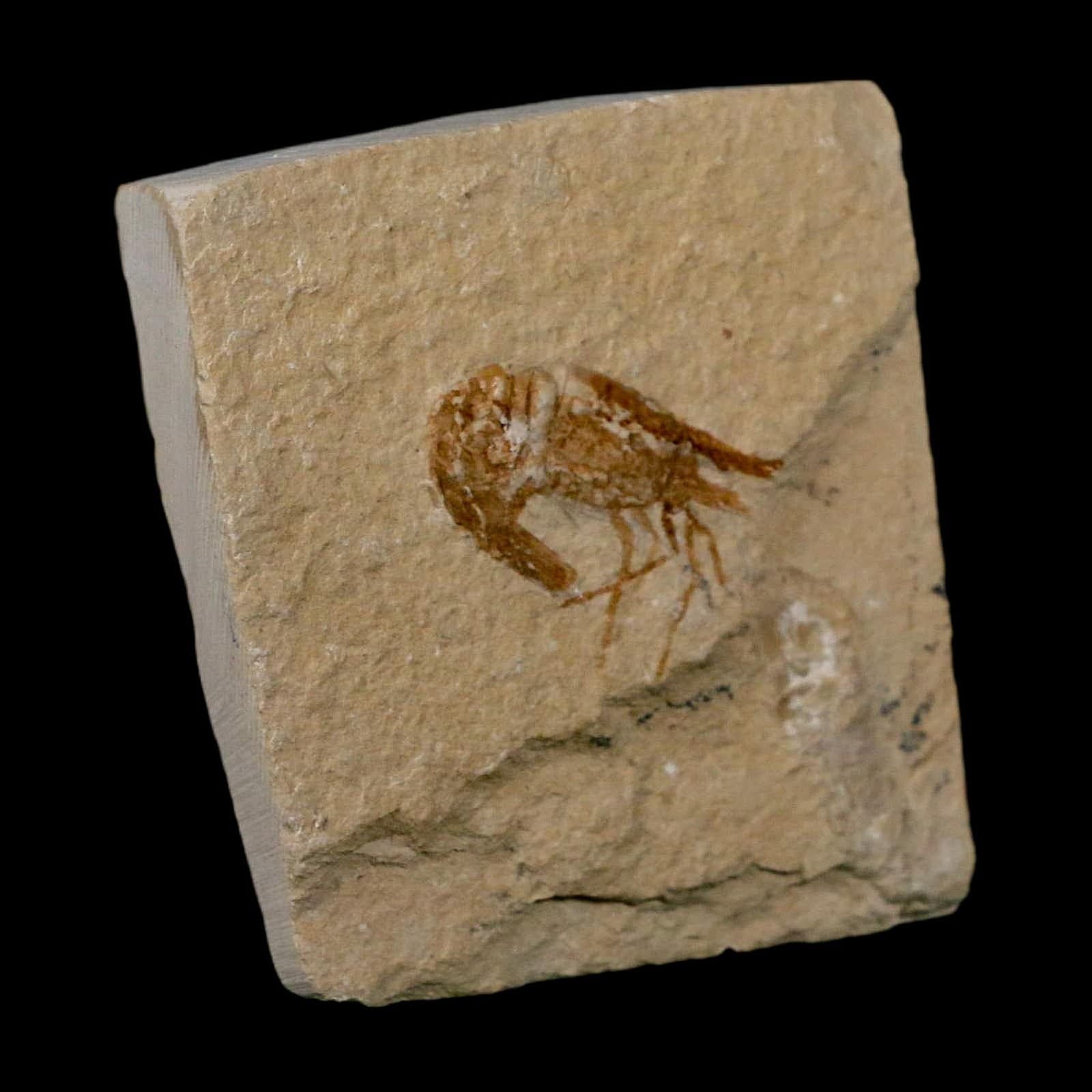1.1" Fossil Shrimp Carpopenaeus Cretaceous Age 100 Mil Yrs Old Lebanon COA 4