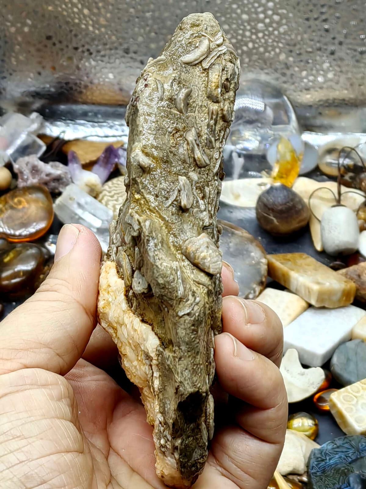 Natural Devonian prehistoric Jurassic biota crinoids Fossils 6