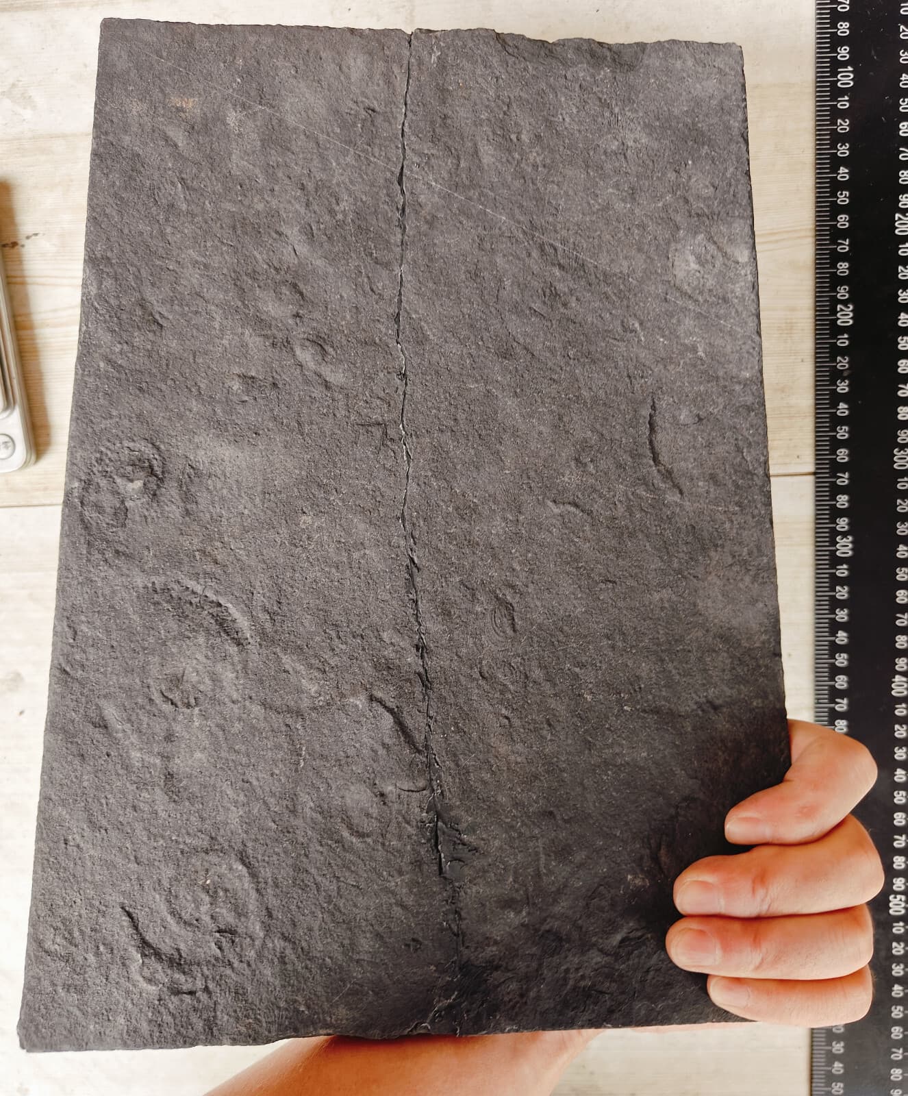 Natural Devonian prehistoric Jurassic biota crinoids Fossils 5