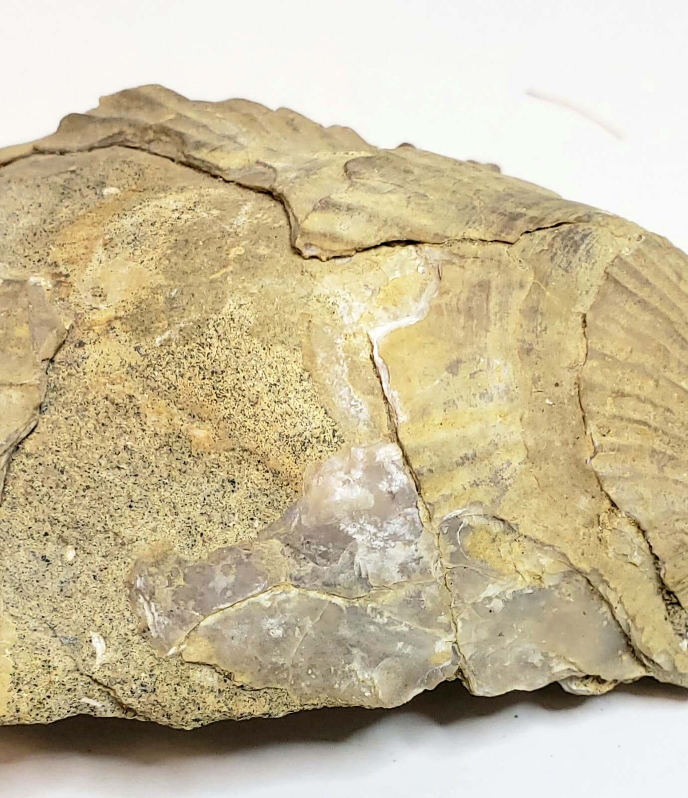 Large Fossilized Shell 5" 3