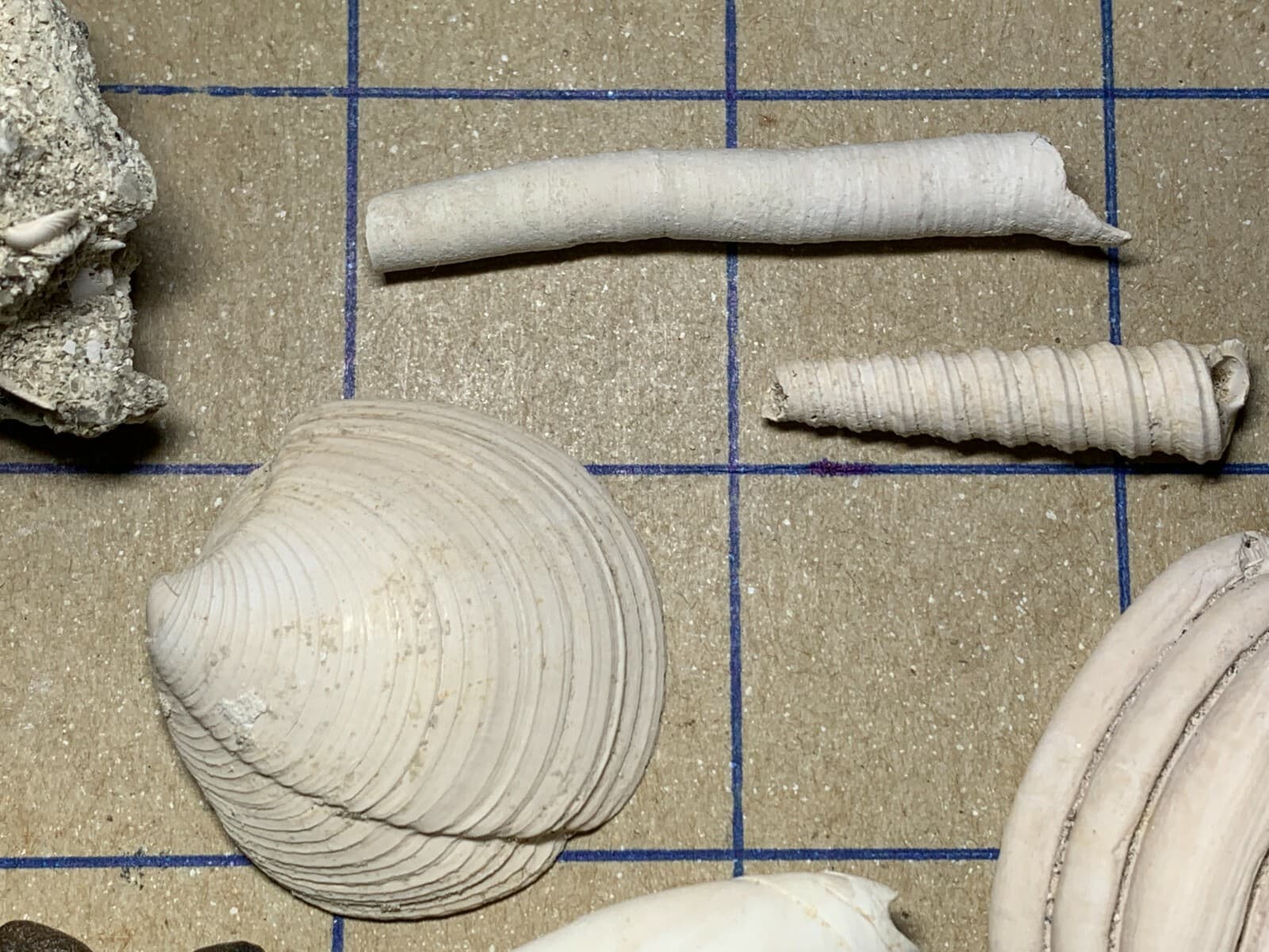 ☆Fossil Specimen 10 Pack - Berkeley Quarry S.C. - Barnacle-Dentalium-Teeth ☆302 5