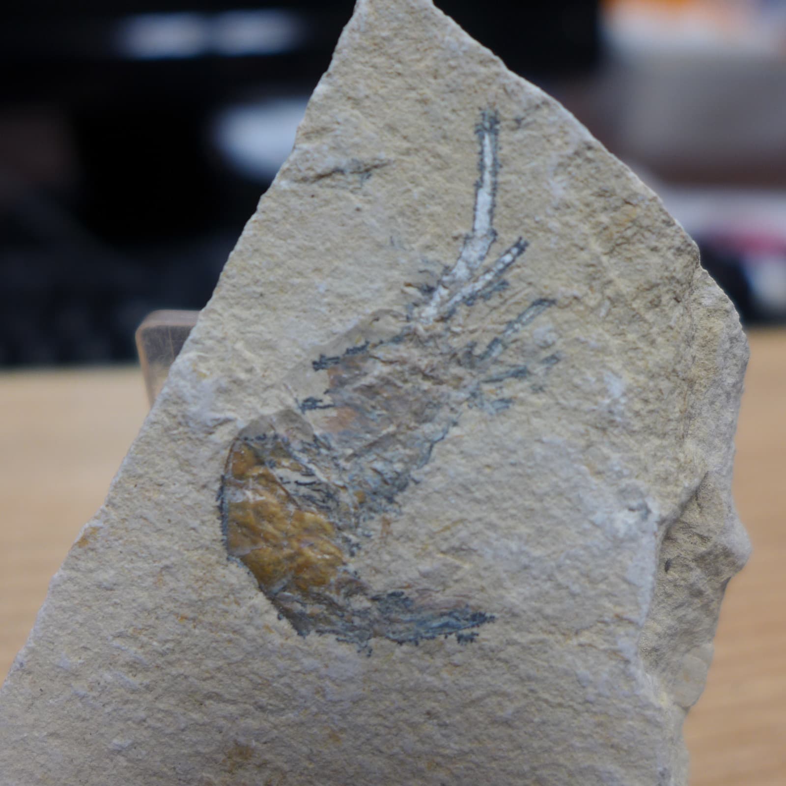 GEOLOGICAL ENTERPRISES SHRIMP FOSSIL Carpopenaeus callirostris 4