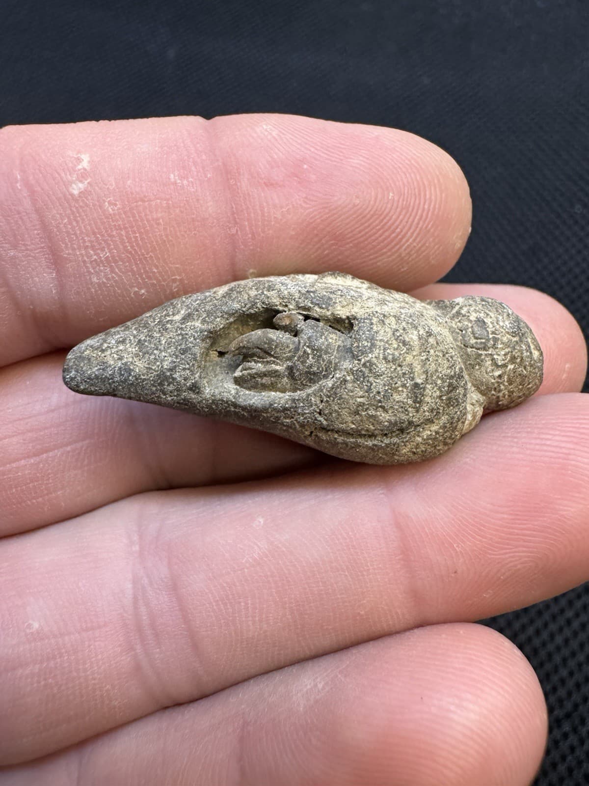 Cretaceous Period Fossil Hermit Crab From North Mississippi 4