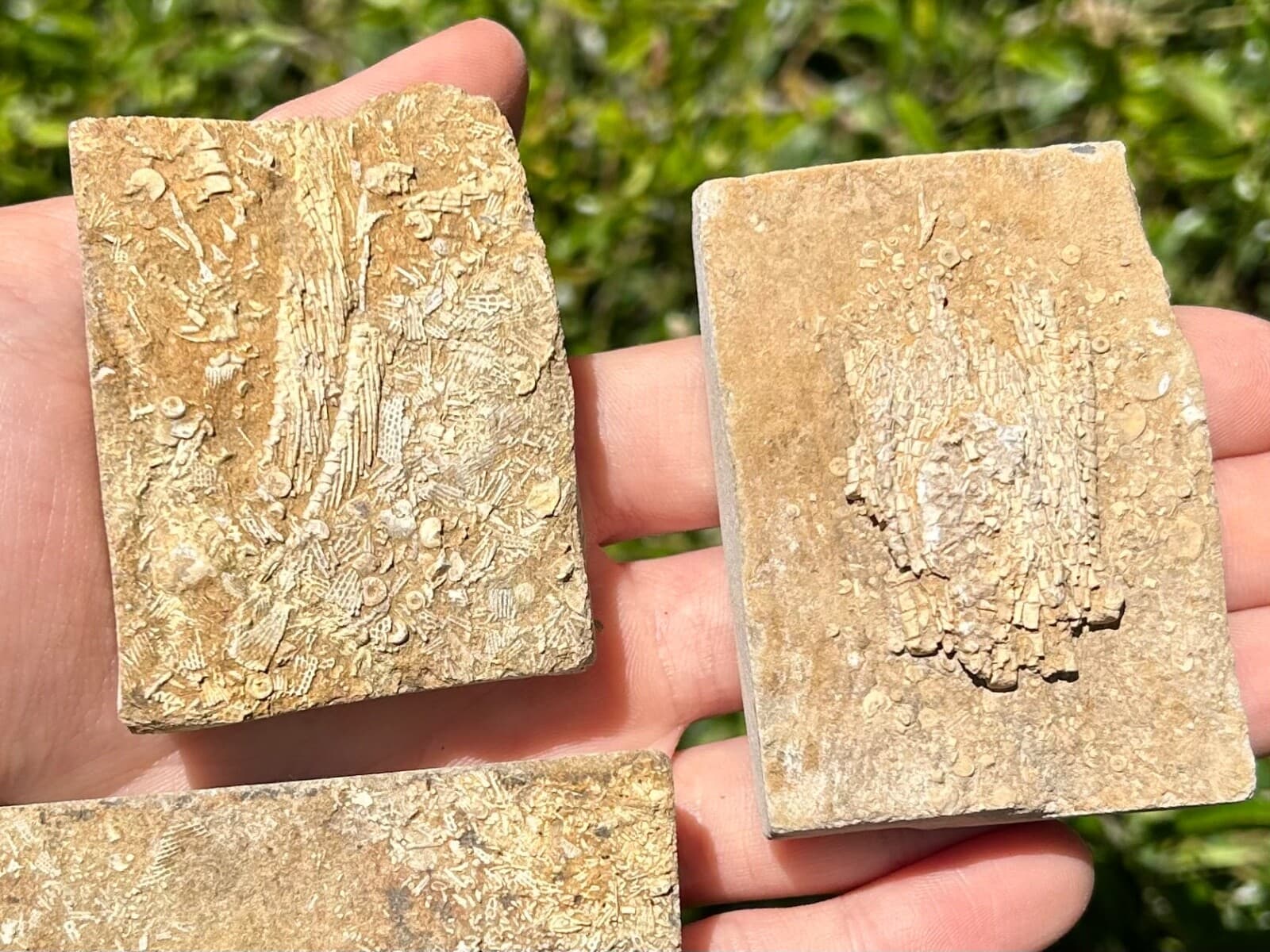 Crinoid Fossils in Matrix LOT OF 3 Alabama Bangor Limestone Formation 2