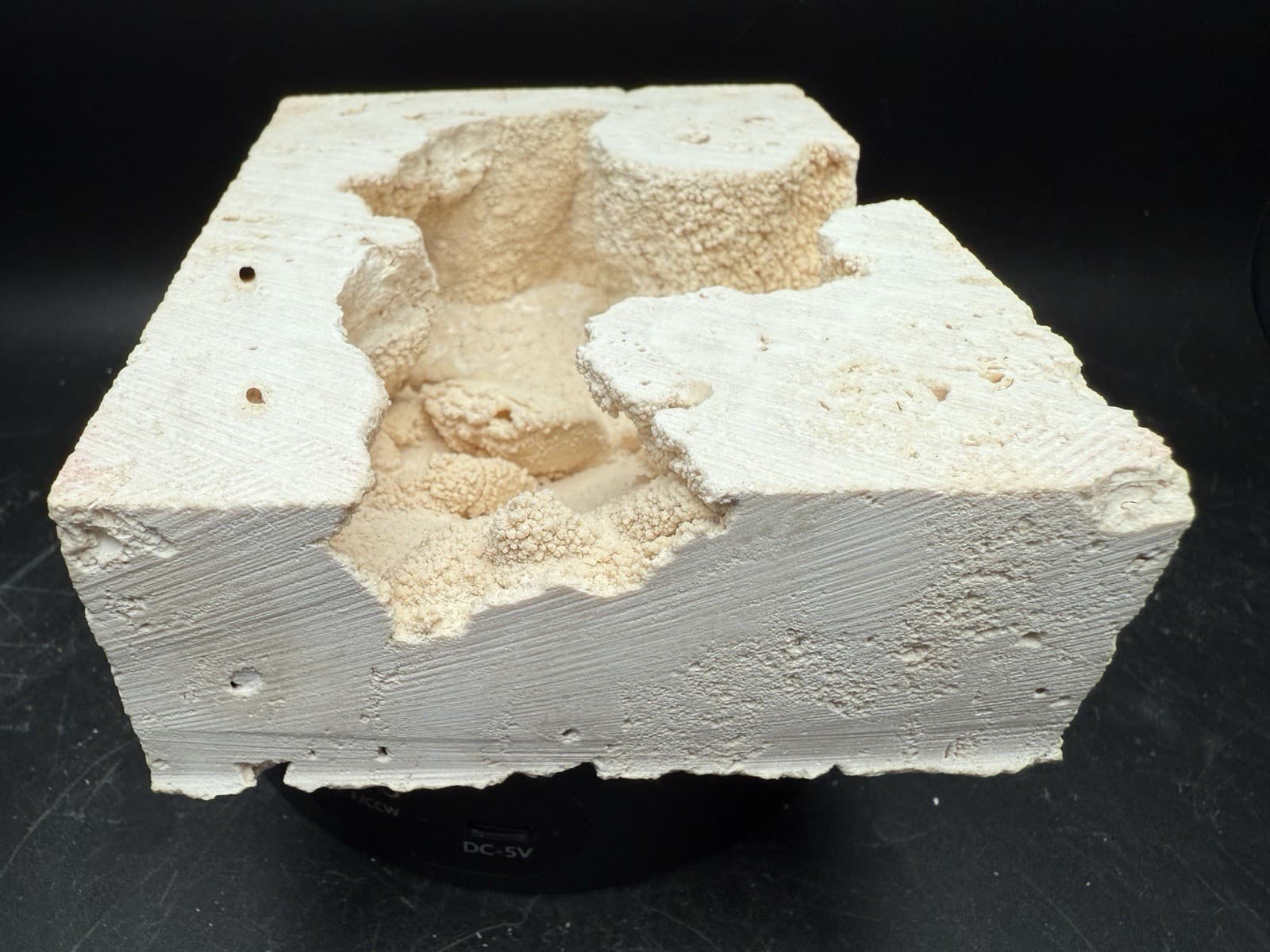 2.3” Inch Amazing Fossilized Potamon Crab In Travertine Turkey UV Reactive 2