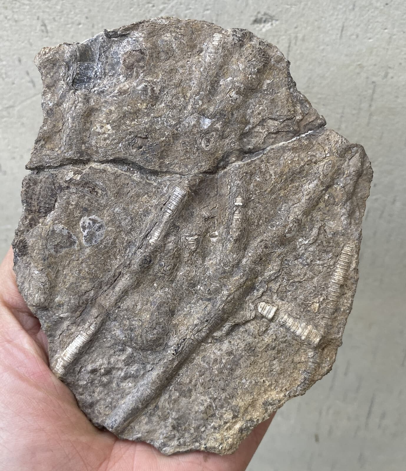 Natural Devonian prehistoric Jurassic biota crinoids Fossils 5