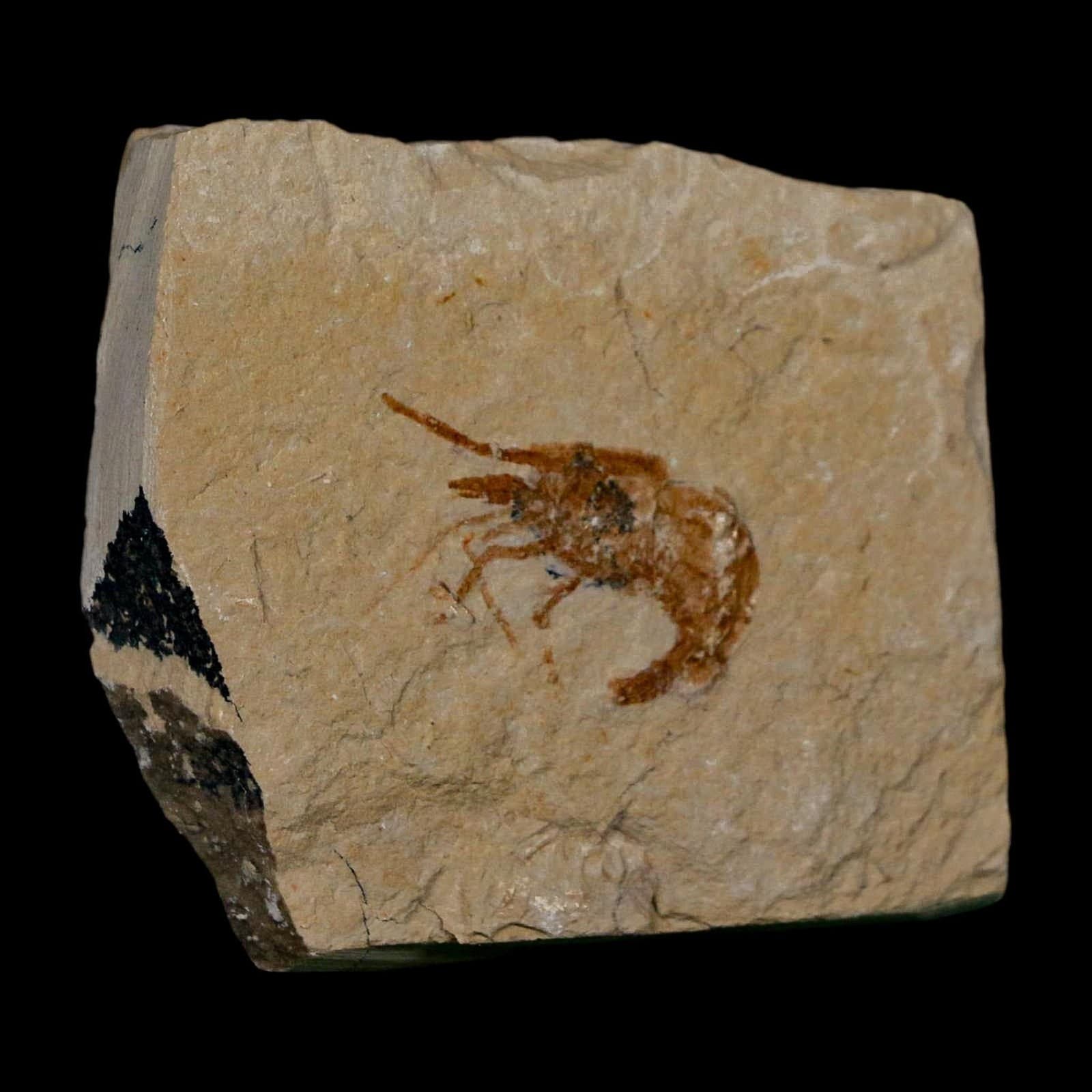 1.1" Fossil Shrimp Carpopenaeus Cretaceous Age 100 Mil Yrs Old Lebanon COA 4