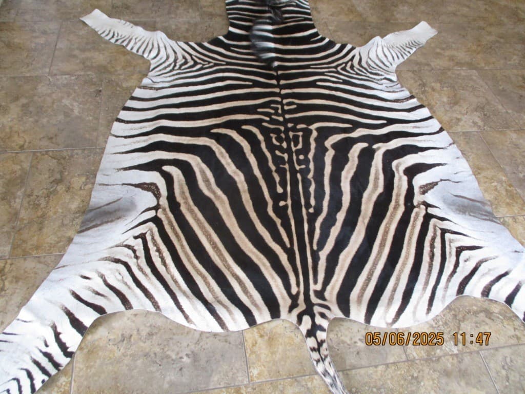 South African Burchell Zebra Rug 2