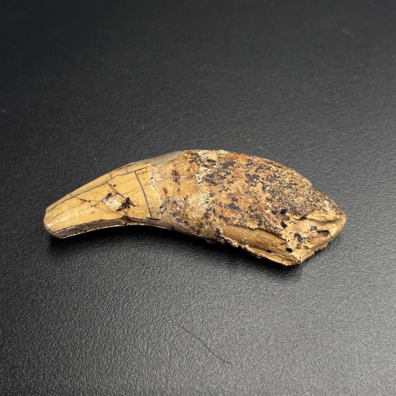 Rare Fossil Tooth - Amphicyon giganteus - Miocene “Bear-Dog” - Bosnia - 6 cm 2