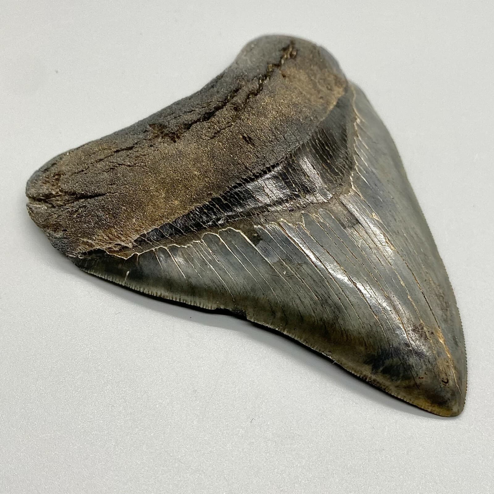 Awesome Shape/High Quality 4.40" Sharply Serrated Fossil MEGALODON Shark Tooth 2