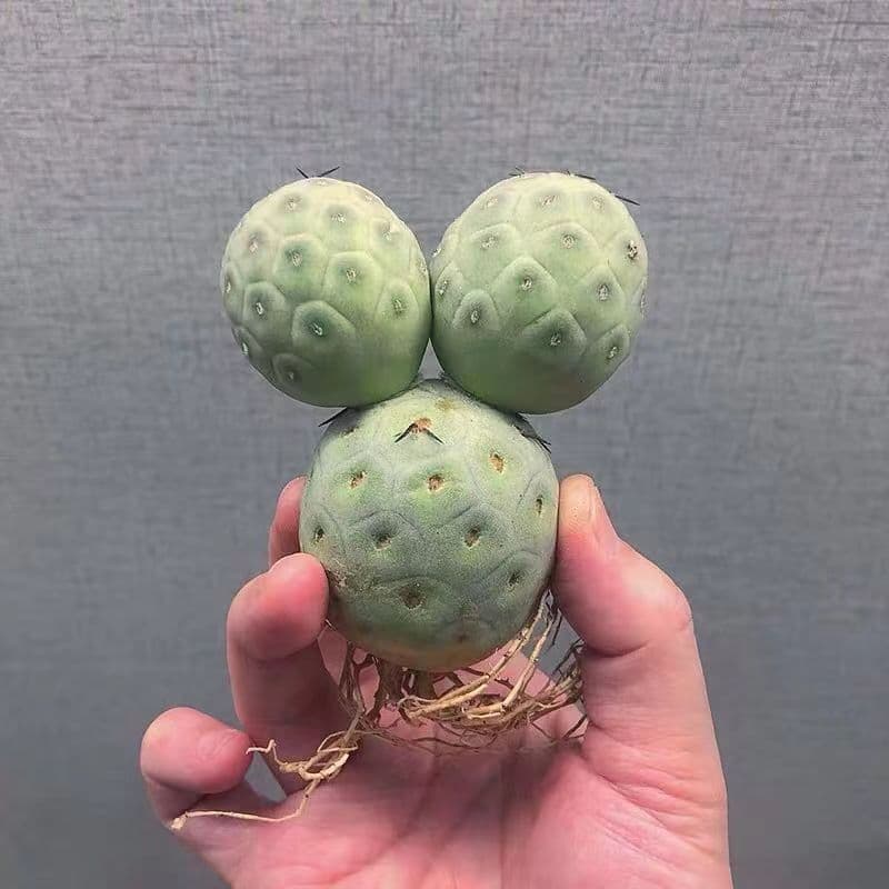 Three balls Tephrocactus geometricus with fewroots cactus Succulent Home Bonsai