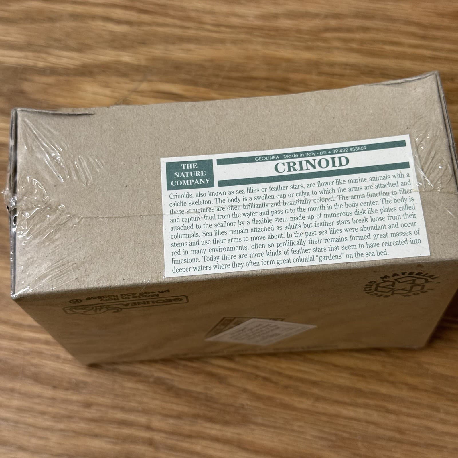 Solnhofen Saccocoma Floating Crinoid Fossil Germany Jurassic Period 6