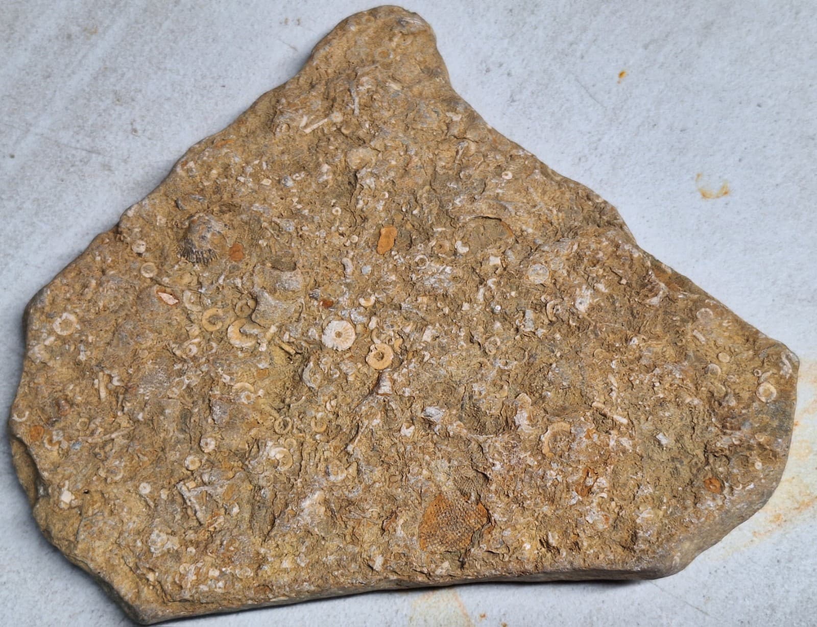 Fossil Hash Plate Brachiopod Coral Crinoid In Limestone Devonian Period Michigan