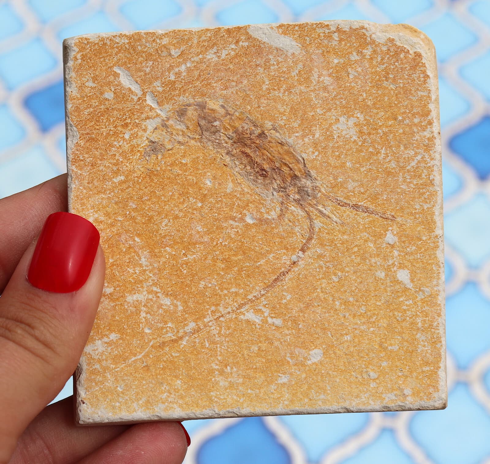 Fossil Shrimp Solnhofen Germany   Jurassic   Well Preserved History  8.2 Cm's 4