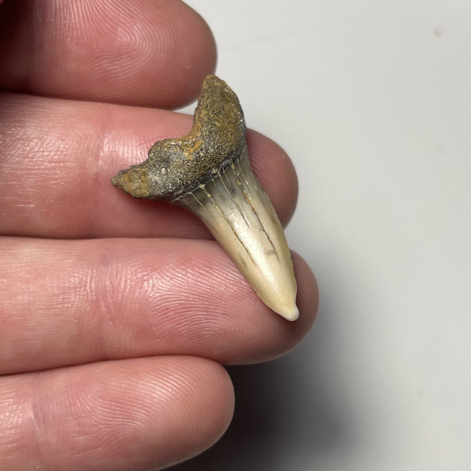 1.38” ISURUS DESORI SHARK TOOTH FOSSIL SUMMERVILLE, SC 2