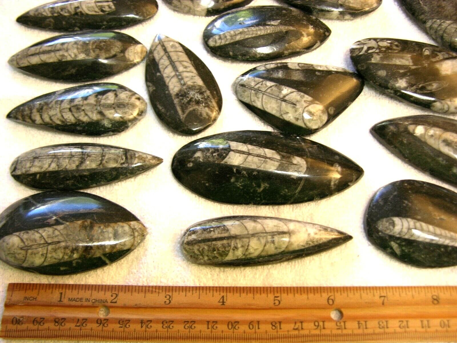 Orthoceras fossils polished mixed size 1-4 inch 5 pound lots free priority ship 2