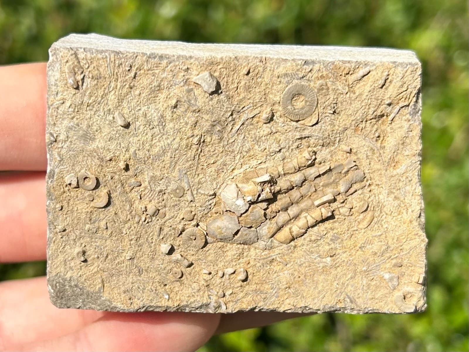 NICE Fossil Crinoid in Matrix Harmostocrinus Alabama Bangor Limestone Formation 6