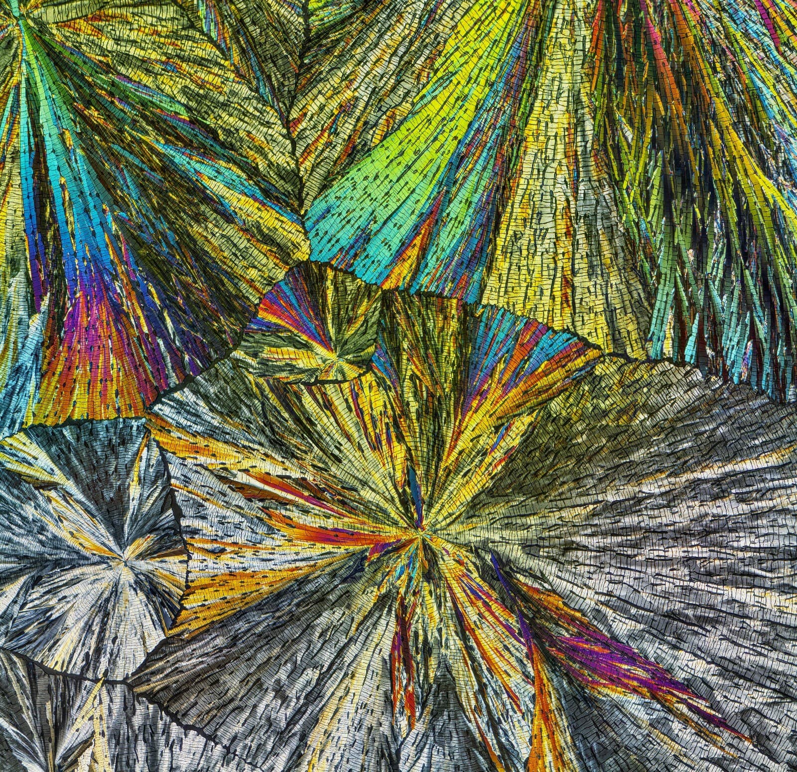 Microscope slide for polarization,  PREGNENOLONE