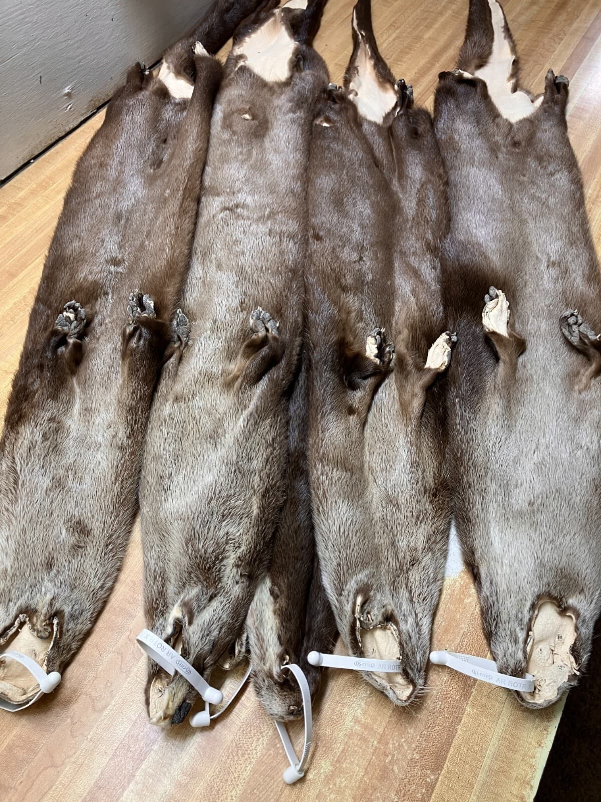 Tanned  River Otter Hide Beautiful With the Feet Trapping ID Tag Pink 6