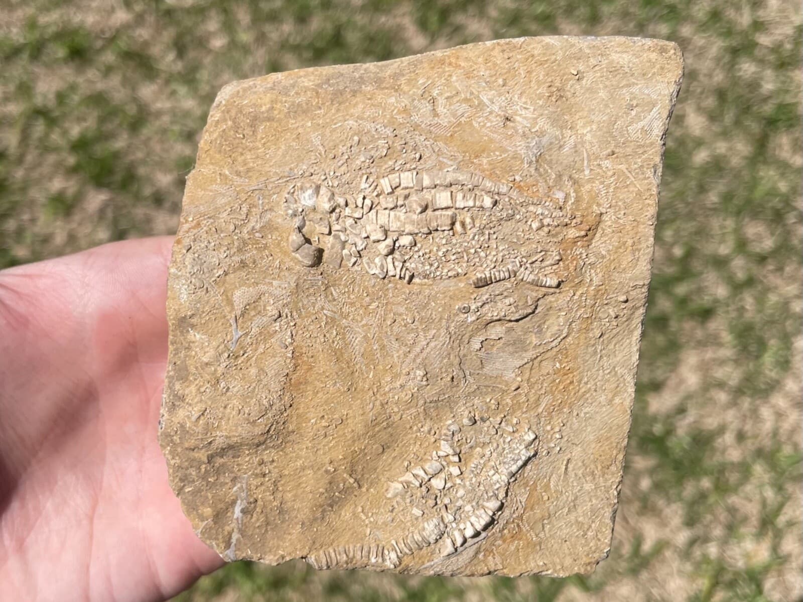 Fossil Crinoids Phanocrinus DOUBLE Alabama Mississippian Age Bangor Limestone 4
