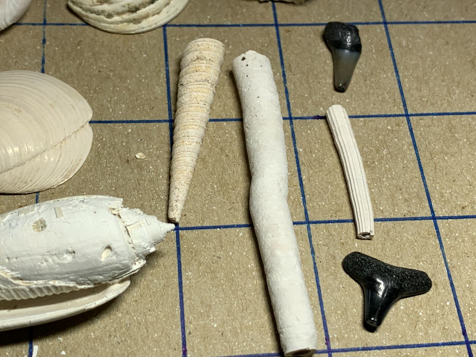 ☆Fossil Specimen 10 Pack - Berkeley Quarry S.C. - Barnacle-Dentalium-Teeth ☆294 6