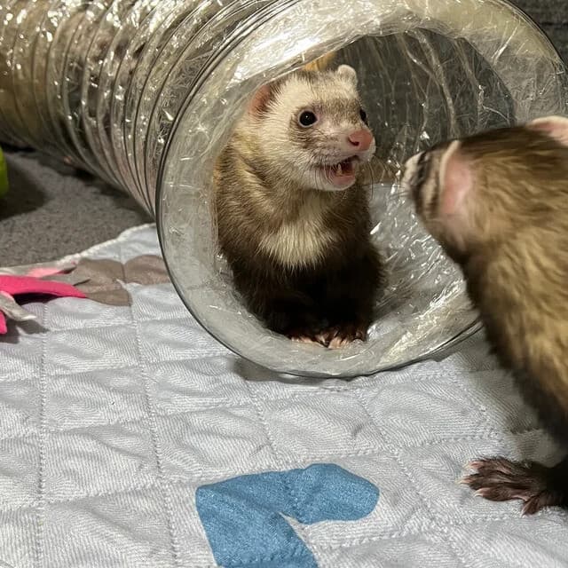 Best Ferret Toy EVER! Jumbo Ex Wide &Long Super Thru Way Crinkle Tunnel Tube 3
