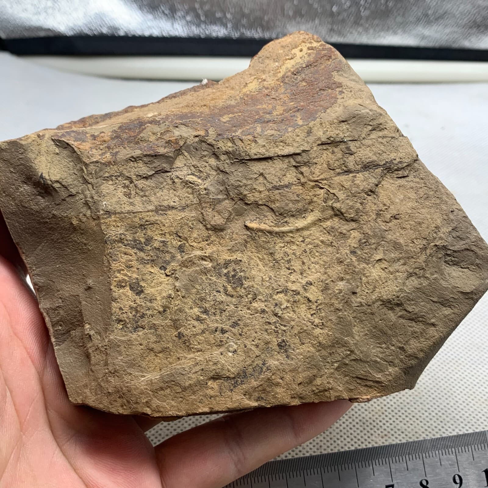 520g Late Middle Cambrian trilobite fossils from Shandong 6