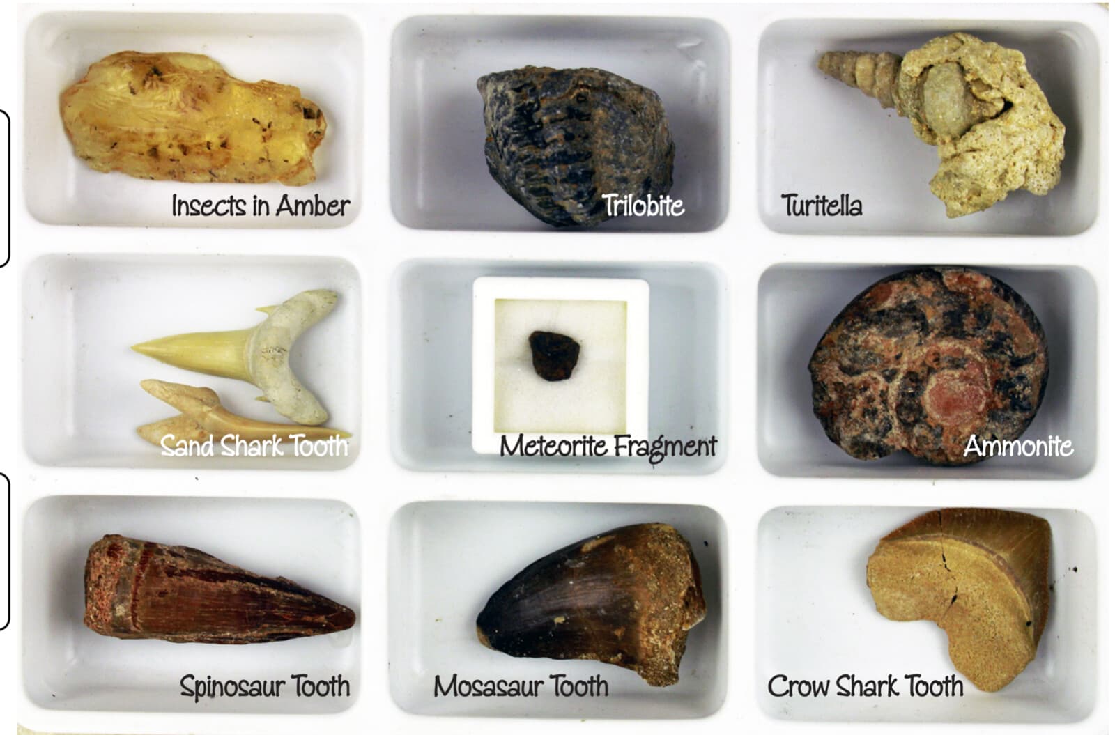 North African Fossils Collection 2