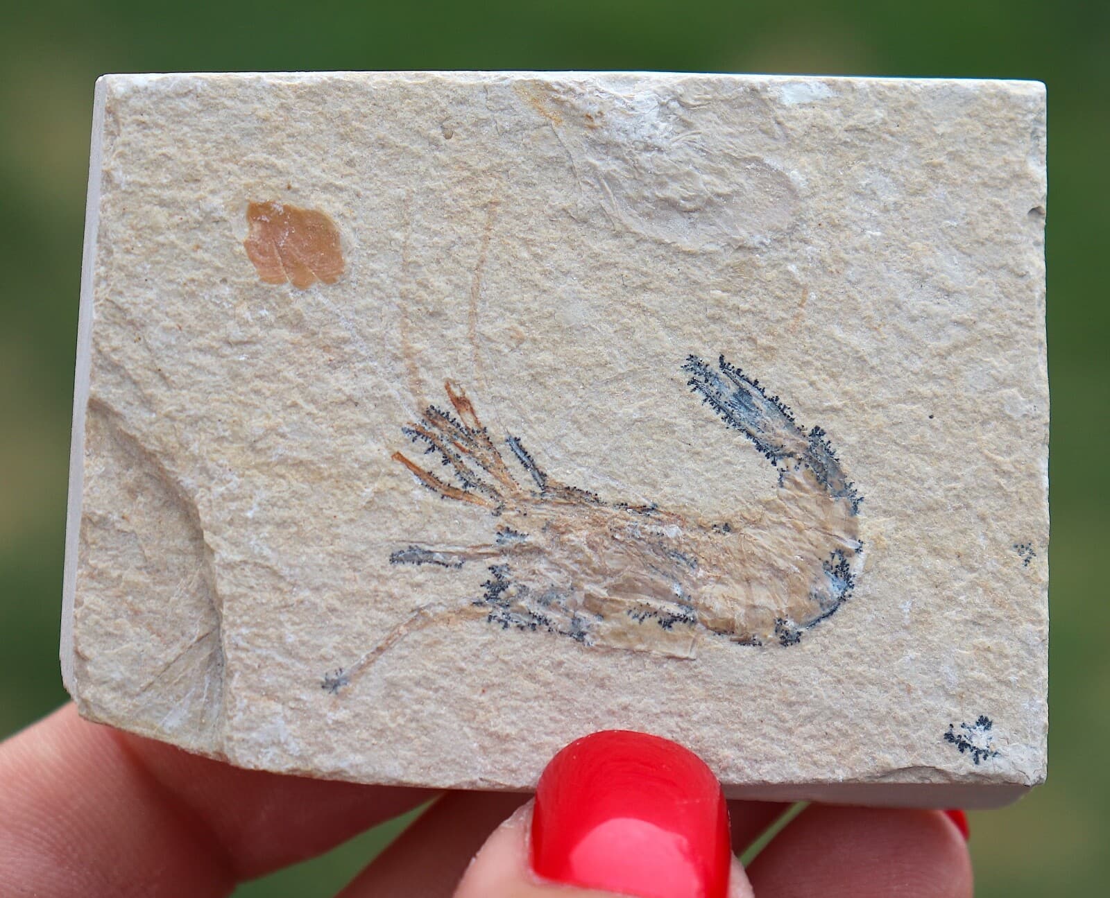 Fossil Shrimp From Solnhofen Germany - 150 MILLION YRS OLD  JURASSIC 6.0 Cm's 3
