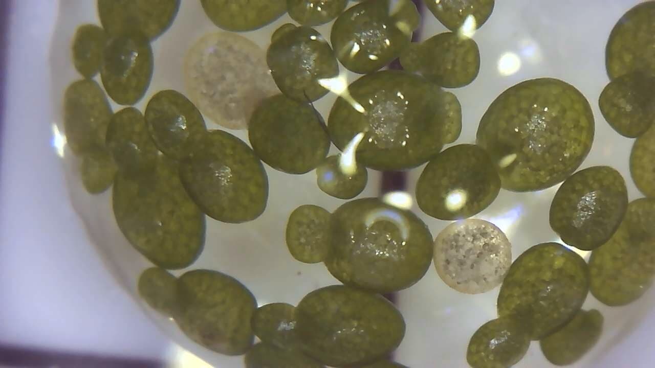 Wolffia sp. smallest flowering plant on earth, Floating, sustainable production 4