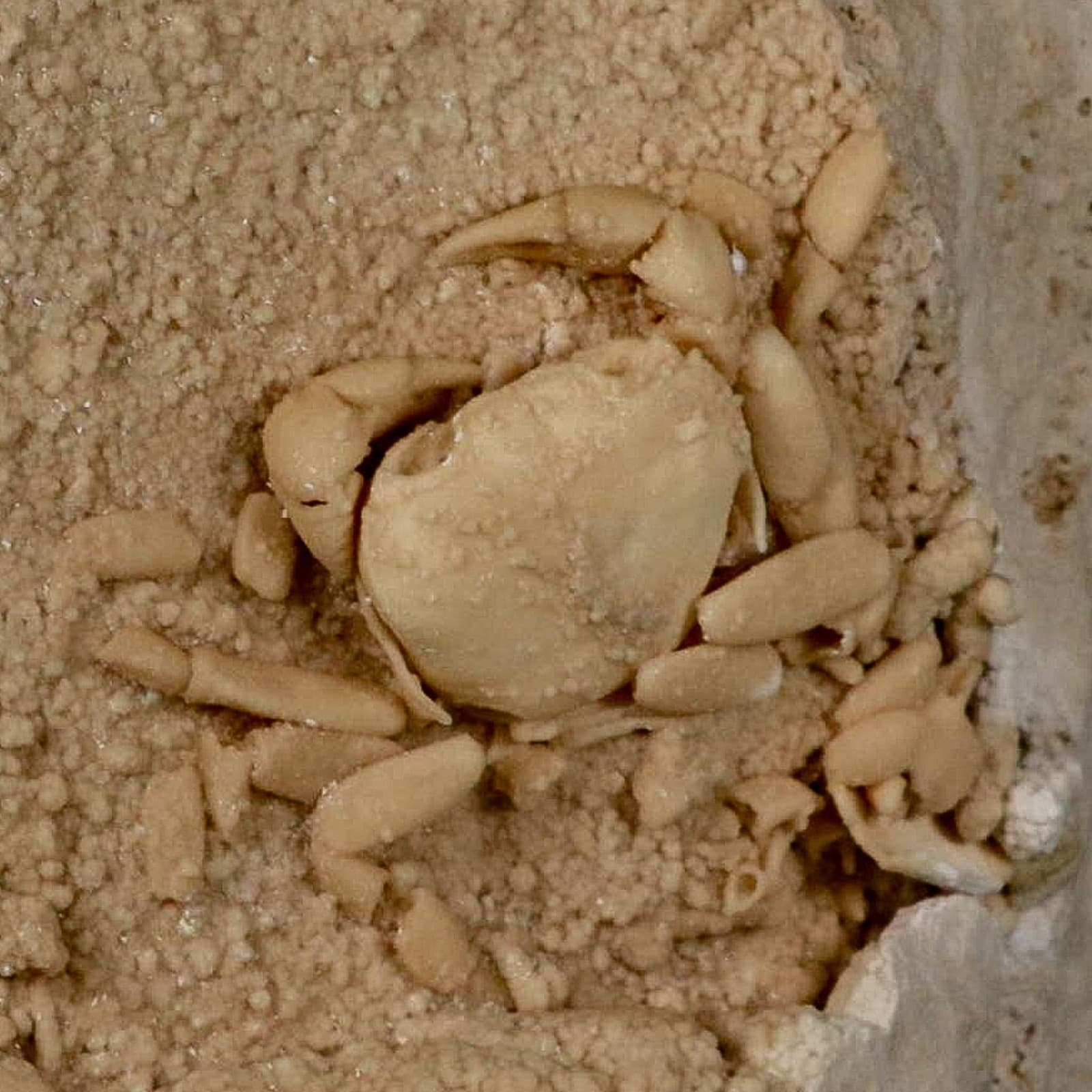 2.3" Potaman Sp Fossil Freshwater Crab In Travertine Denizli Basin Southwest 2
