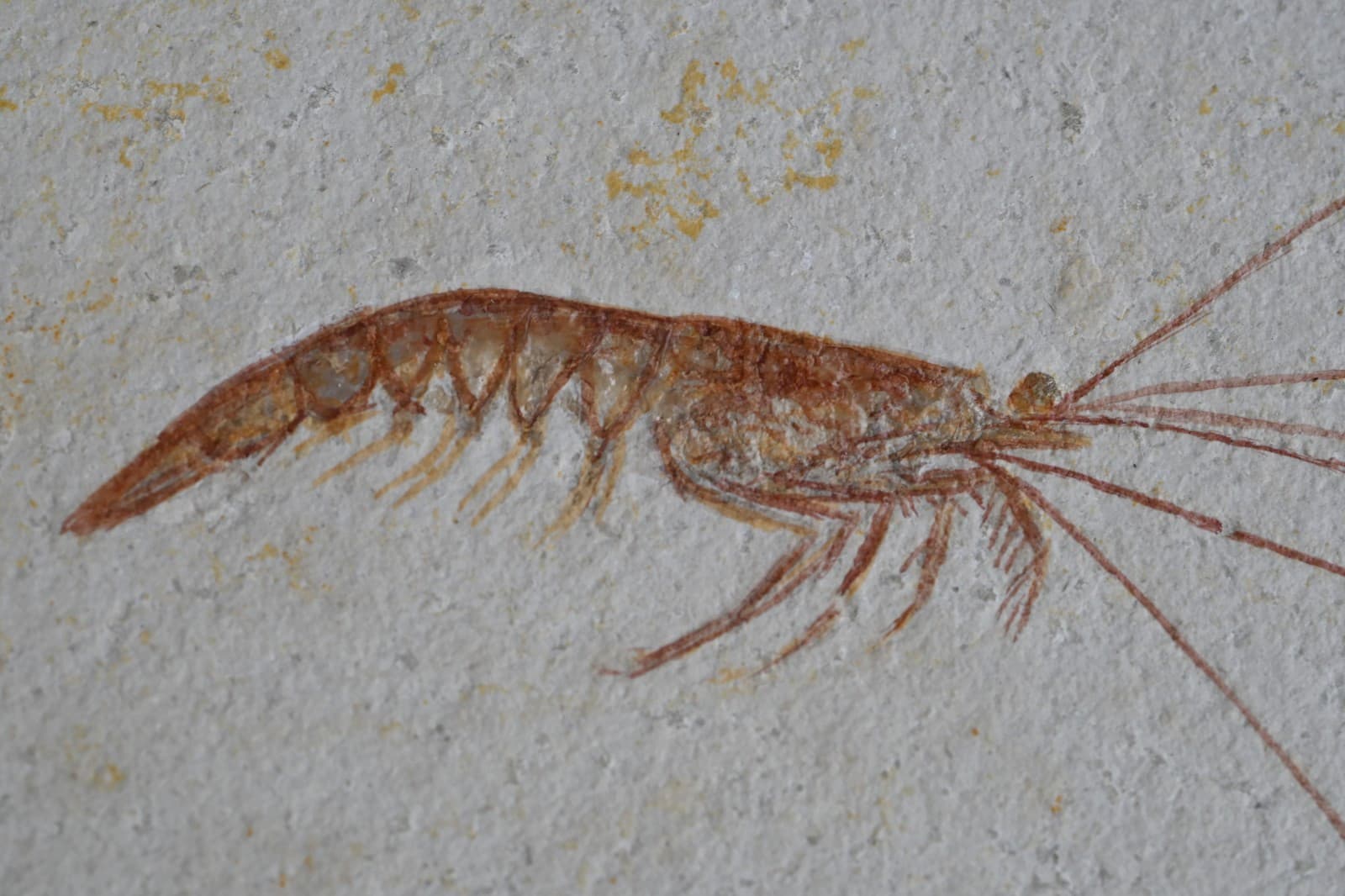 Solnhofen Fossil Shrimp- Antrimpos 4